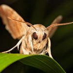 Einleitung: Die geheimnisvolle Welt der Motten im Sommer